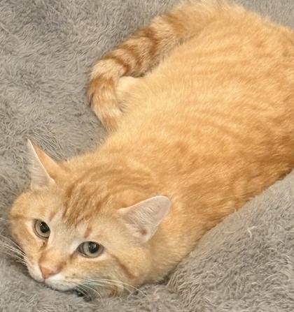 Enlarge Buddy, a Adoptable mixed breed in Cecil, WI image 2/3