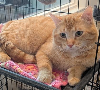 Enlarge Buddy, a Adoptable mixed breed in Cecil, WI image 3/3