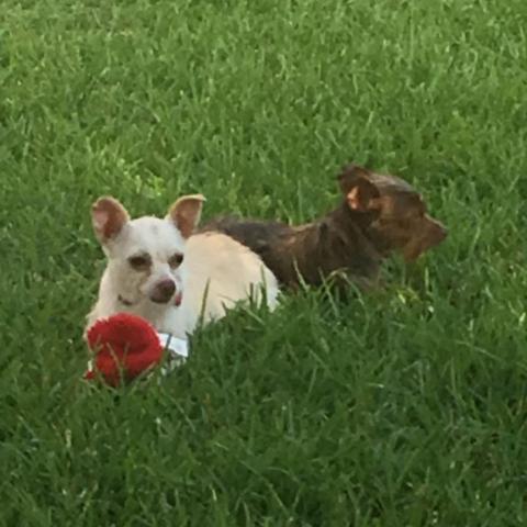 Bobo (Dallas) photo 4