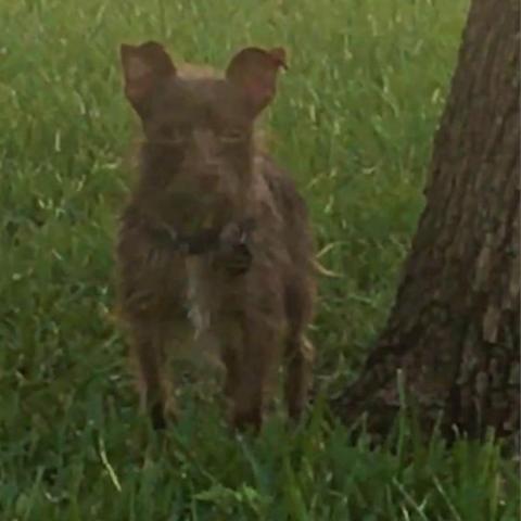 Bobo (Dallas) photo 5