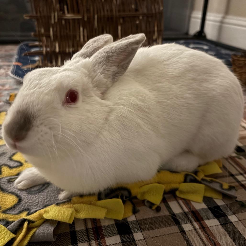 Henrietta, Adoptable, Young Female Californian.