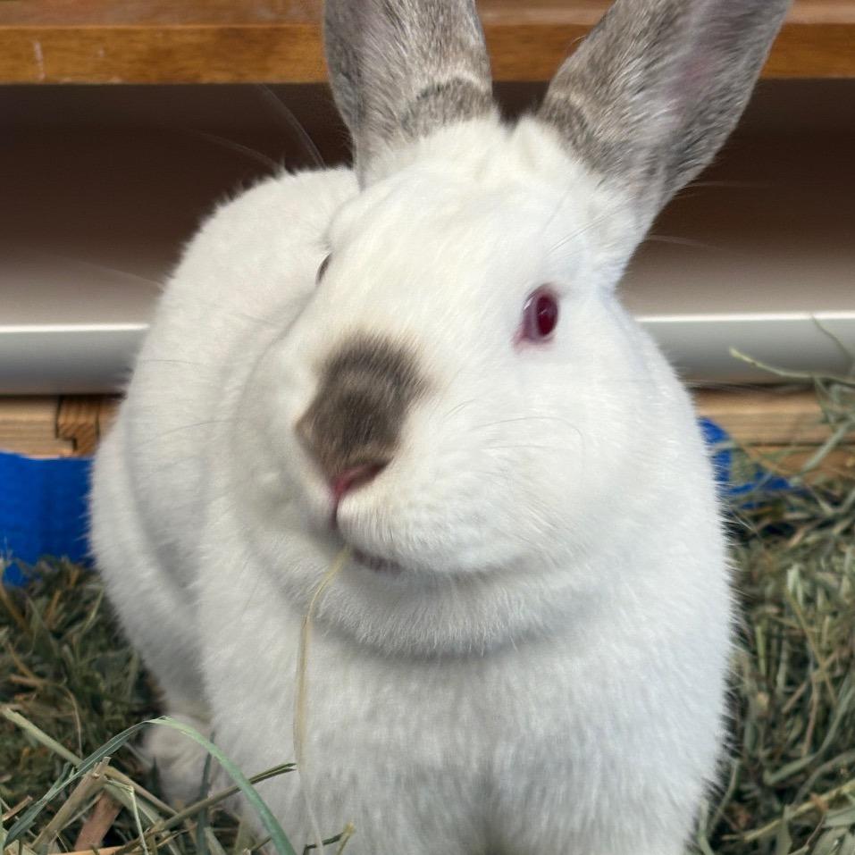 Enlarge Henrietta, a Adoptable Californian in Napa, CA image 2/4