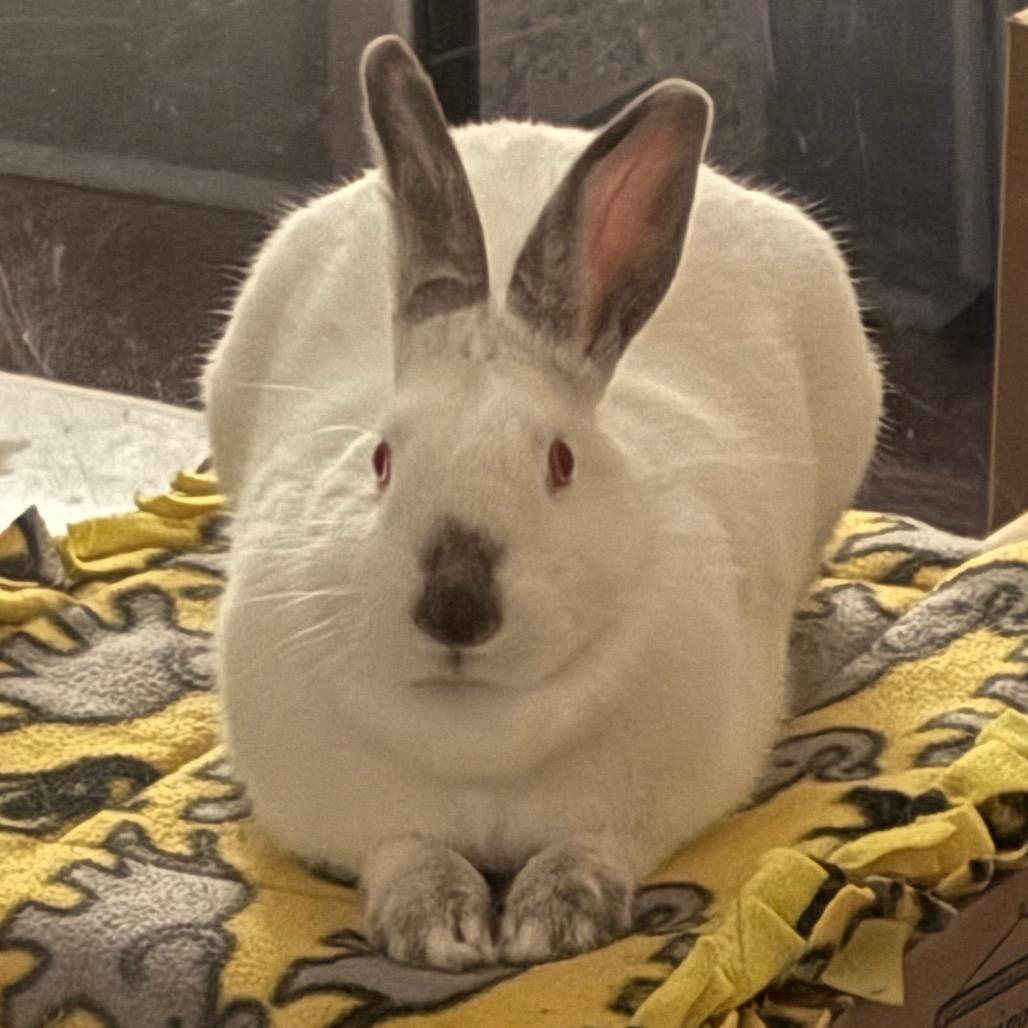 Enlarge Henrietta, a Adoptable Californian in Napa, CA image 2/3