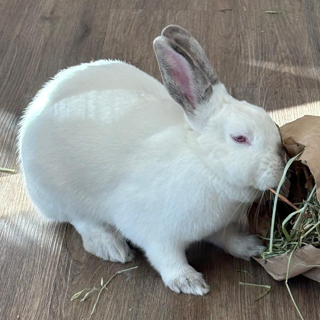 Enlarge Henrietta, a Adoptable Californian in Napa, CA image 3/3