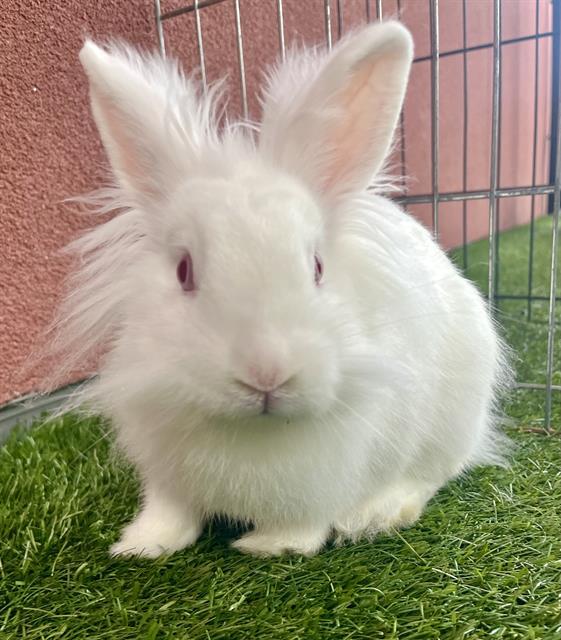 EINSTEIN, Adoptable, Young Male Bunny Rabbit.