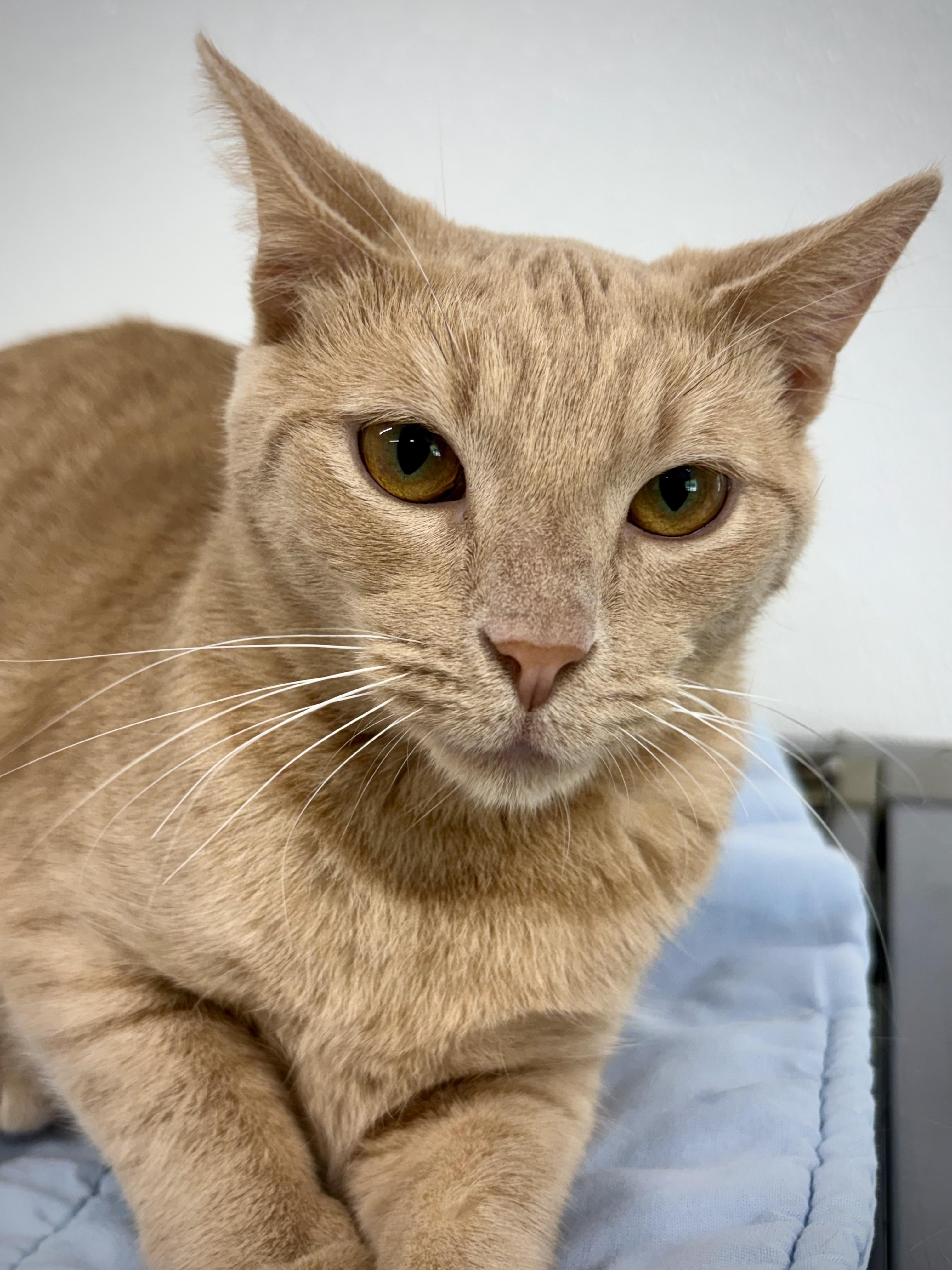Enlarge Wilma, a ADOPTABLE Domestic Short Hair in Kalamazoo, MI image 6/6