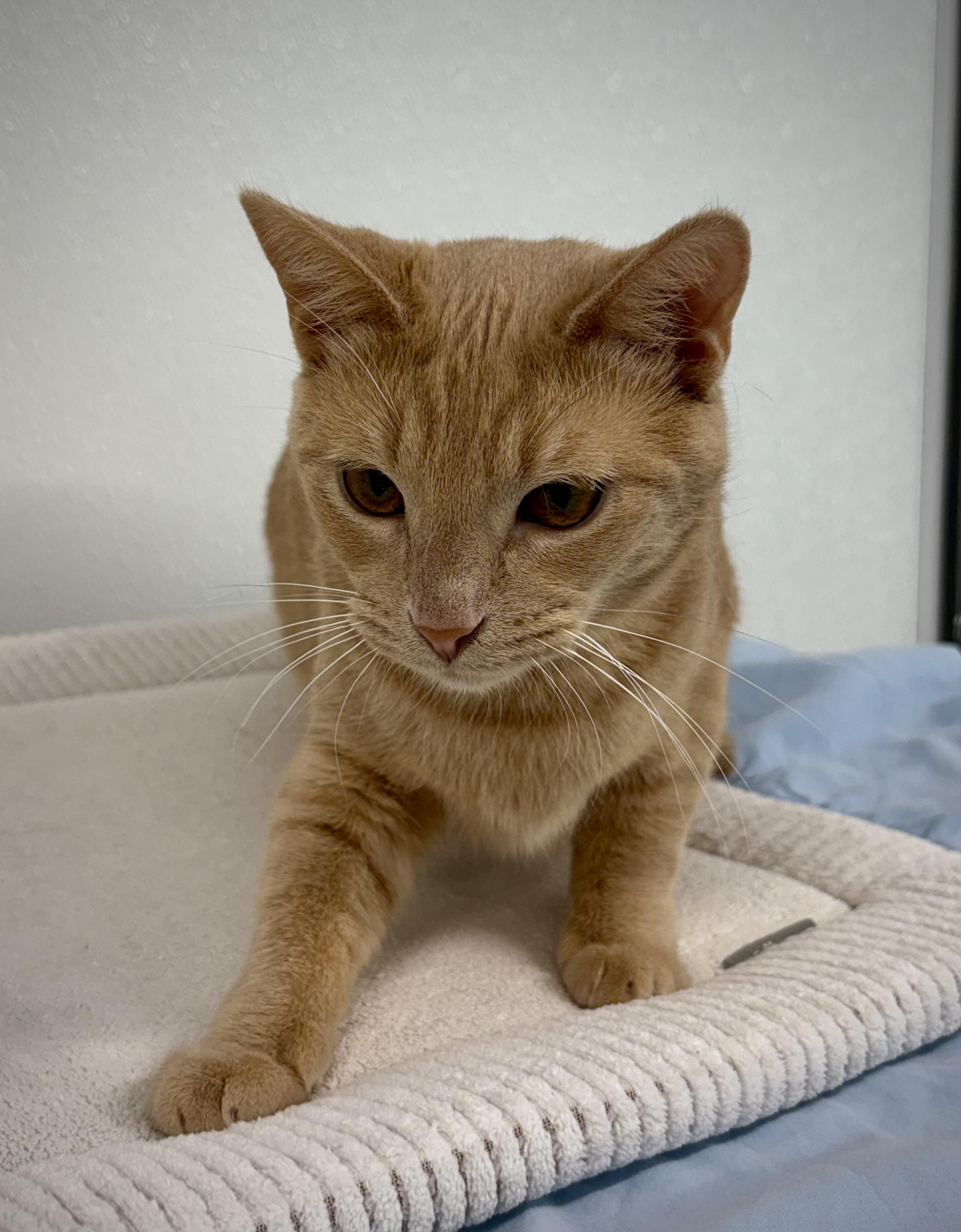 Enlarge Wilma, a ADOPTABLE Domestic Short Hair in Kalamazoo, MI image 4/6