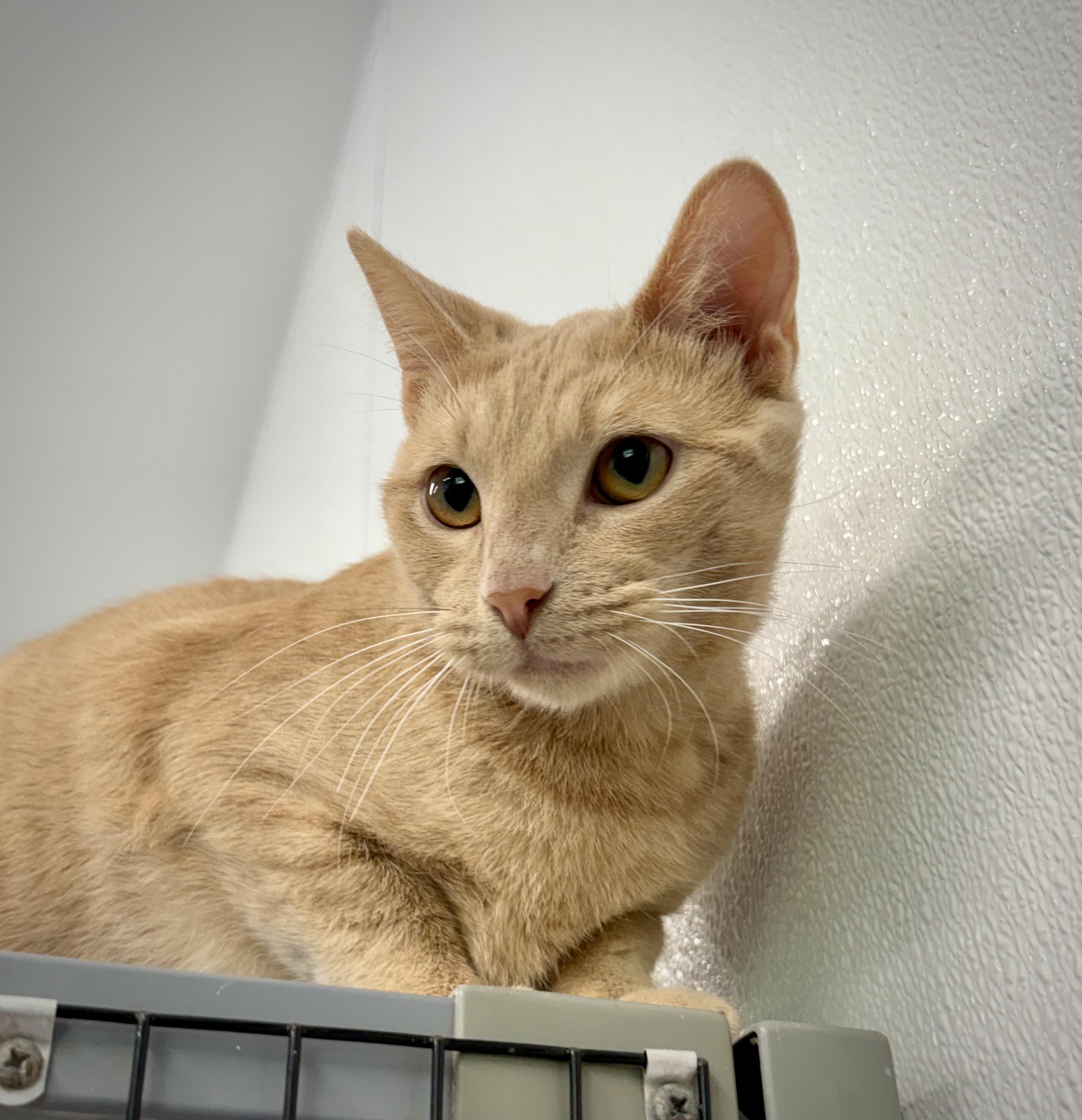 Wilma, ADOPTABLE, Kitten Female Domestic Short Hair.