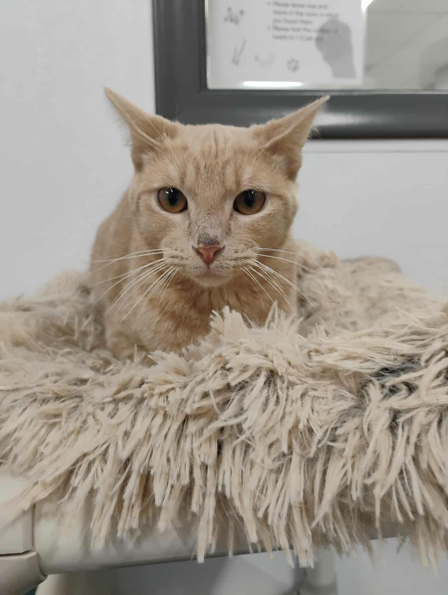 Enlarge Wilma, a ADOPTABLE Domestic Short Hair in Kalamazoo, MI image 1/1