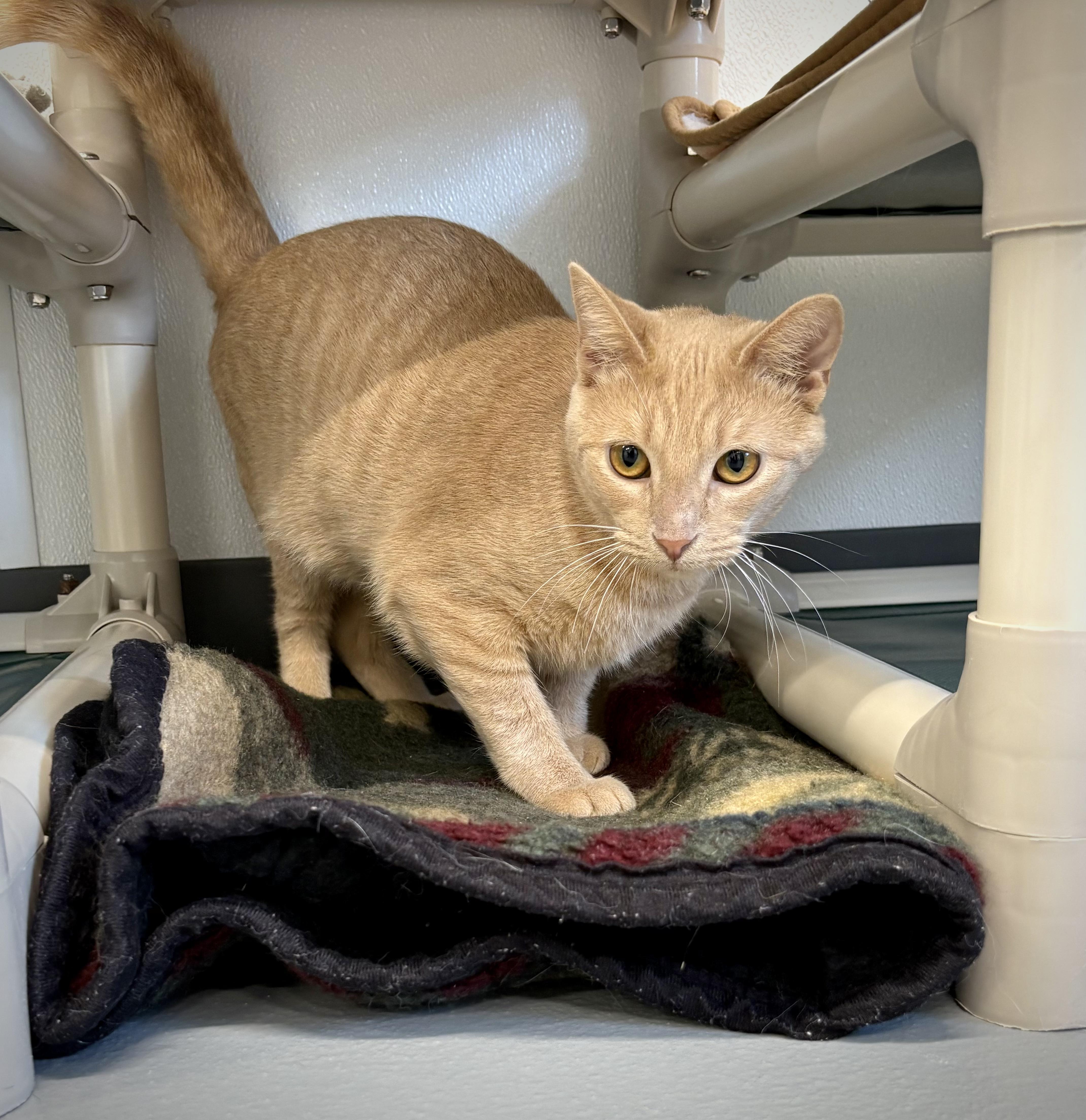 Enlarge Wilma, a ADOPTABLE Domestic Short Hair in Kalamazoo, MI image 2/6