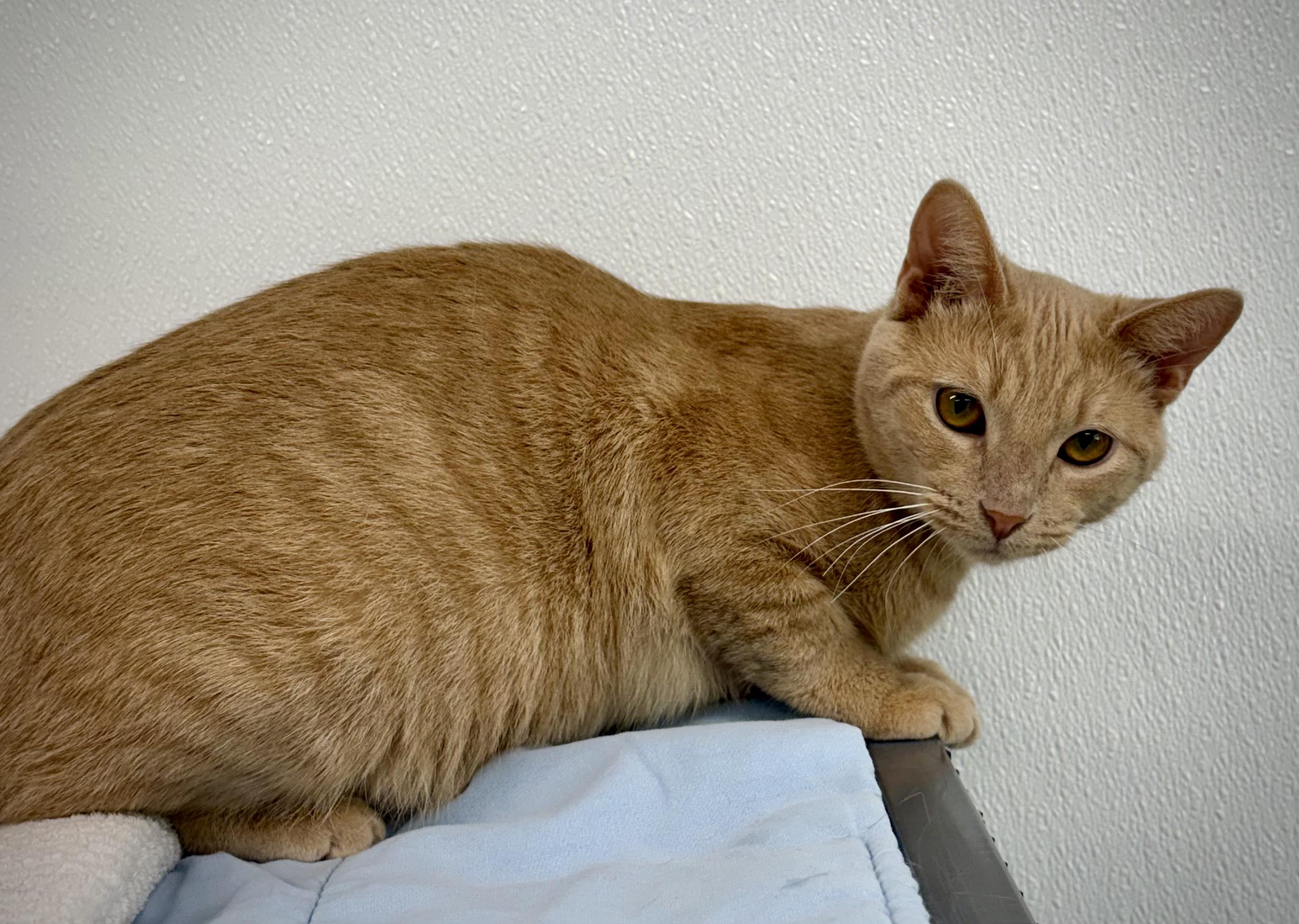 Enlarge Wilma, a ADOPTABLE Domestic Short Hair in Kalamazoo, MI image 3/6