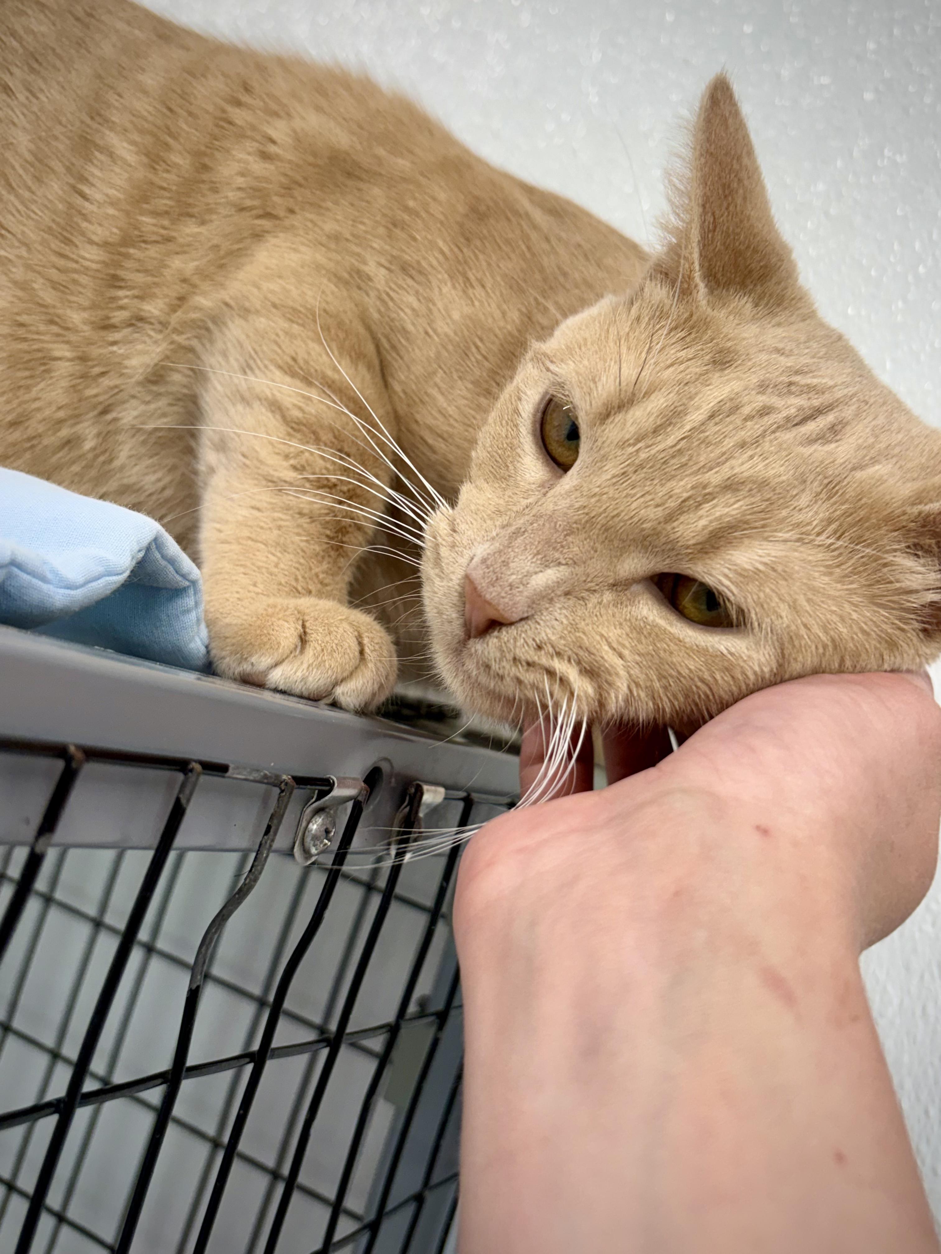 Enlarge Wilma, a ADOPTABLE Domestic Short Hair in Kalamazoo, MI image 5/6