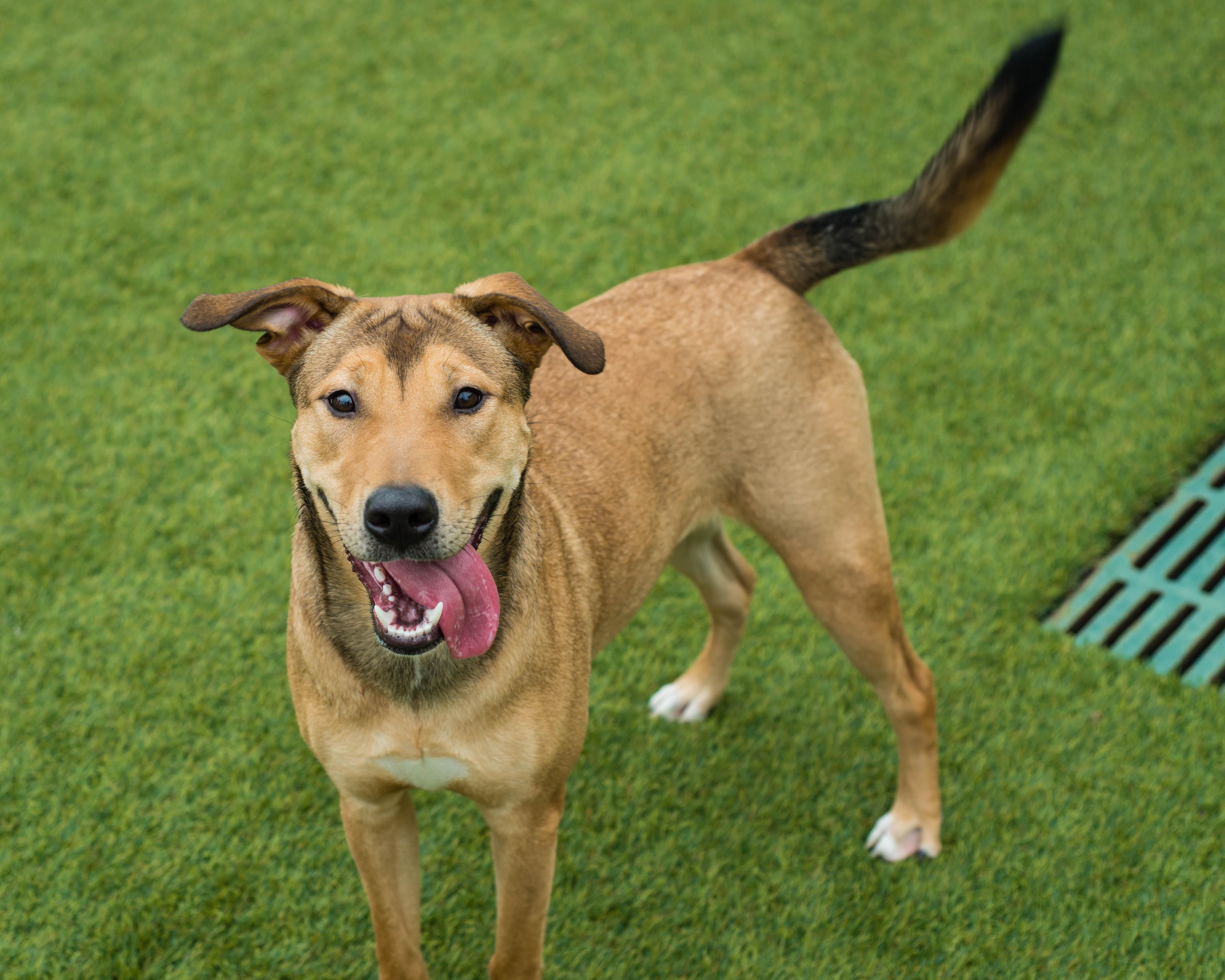 Yuna, ADOPTABLE, Adult Female American Staffordshire Terrier & Smooth Collie.