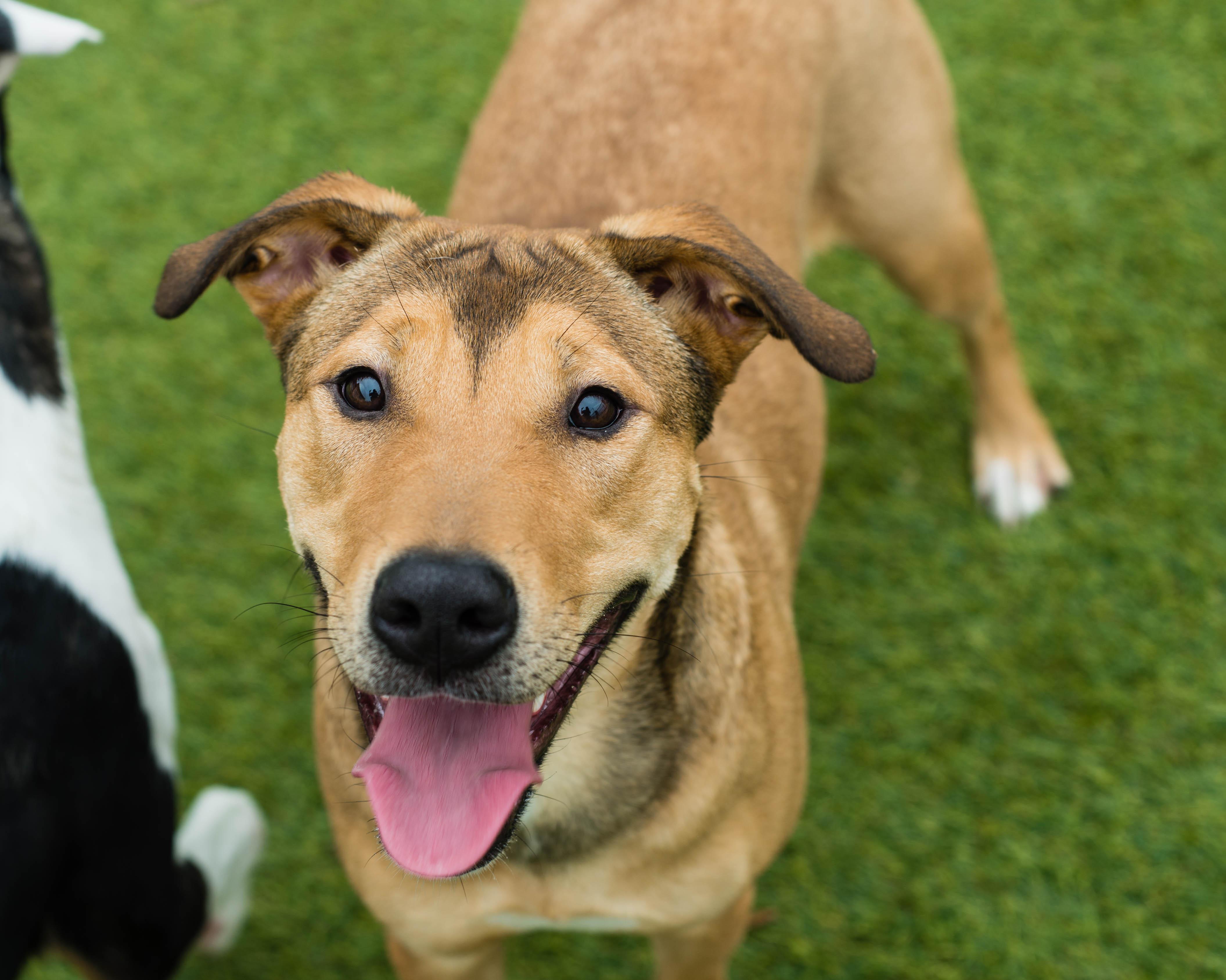 Enlarge Yuna, a ADOPTABLE mixed breed in Mont Belvieu, TX image 2/3