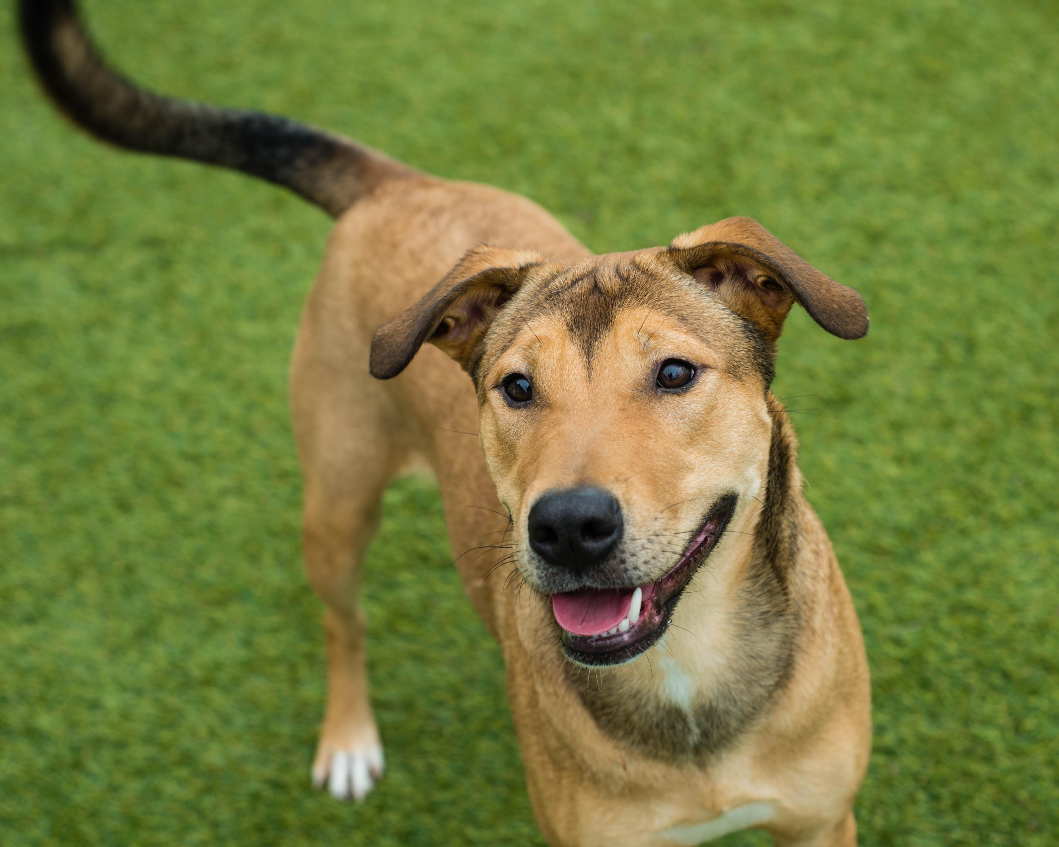 Enlarge Yuna, a ADOPTABLE mixed breed in Mont Belvieu, TX image 3/3