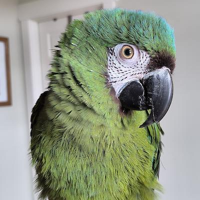 Eva, adopted, Young Female Macaw.