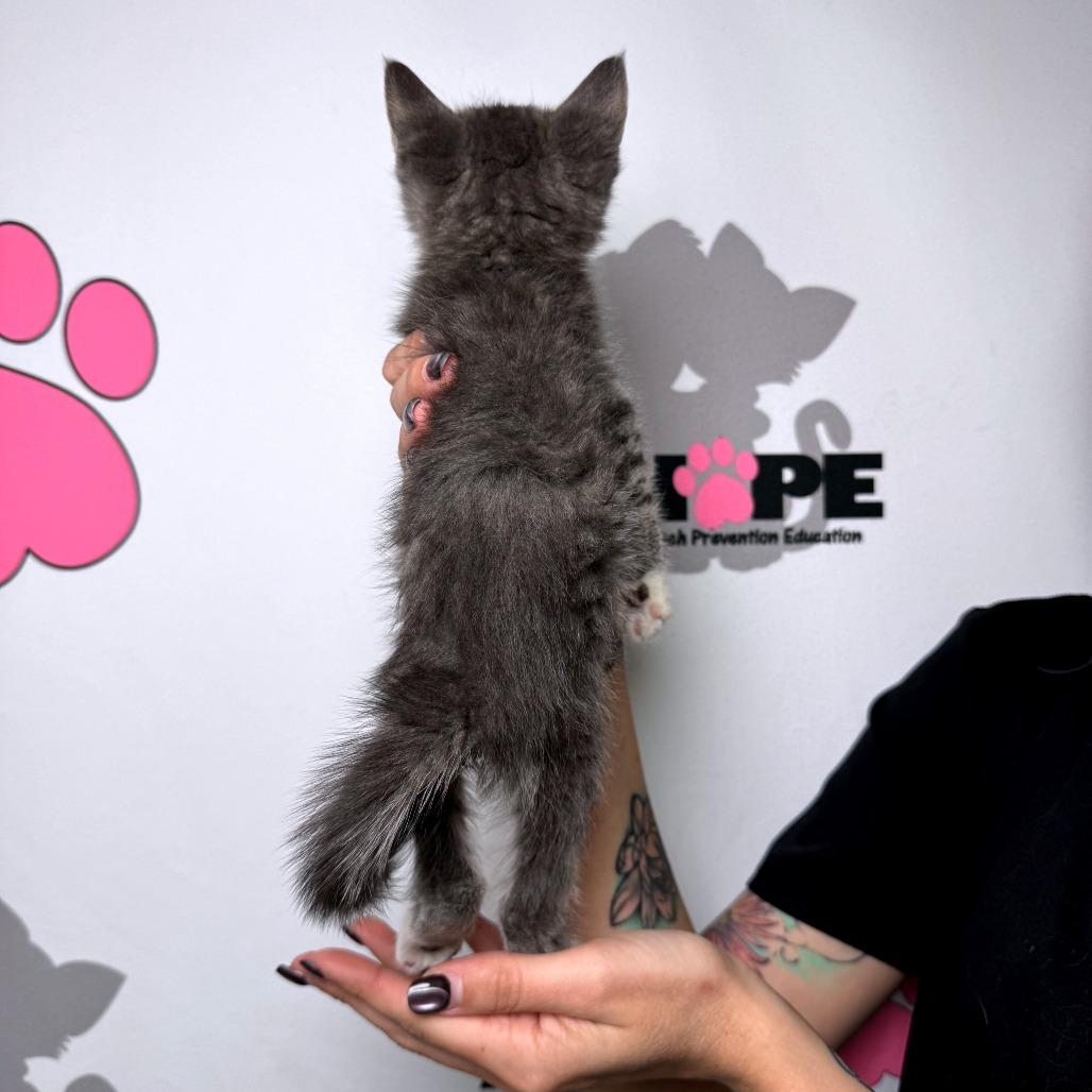 Poncho, Adoptable, Kitten Male American Shorthair & Domestic Short Hair.