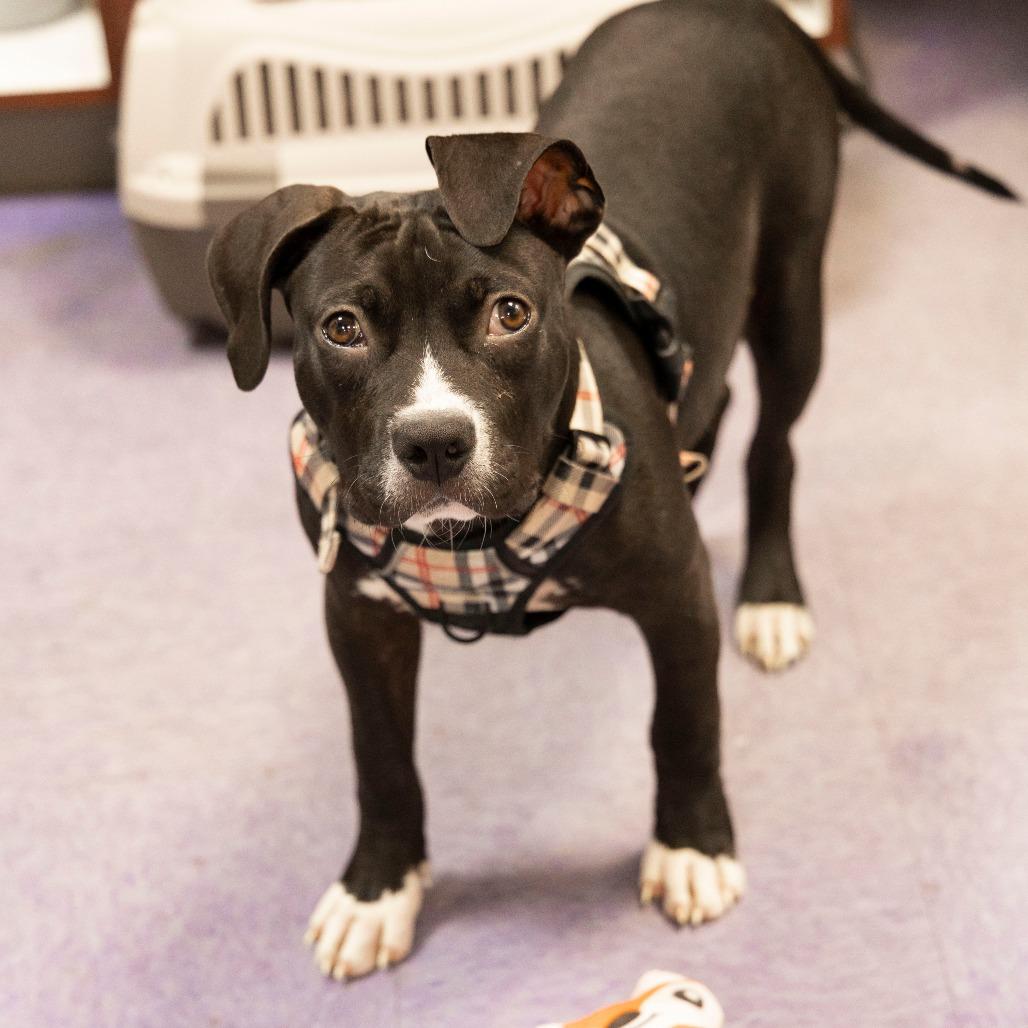 Prince, Adoptable, Young Male Mixed Breed.