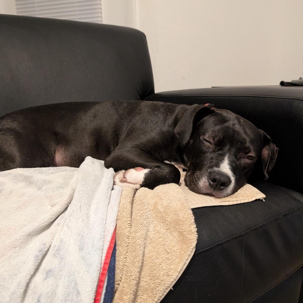 Prince, a Adoptable Mixed Breed in Gainesville, FL image 2/6