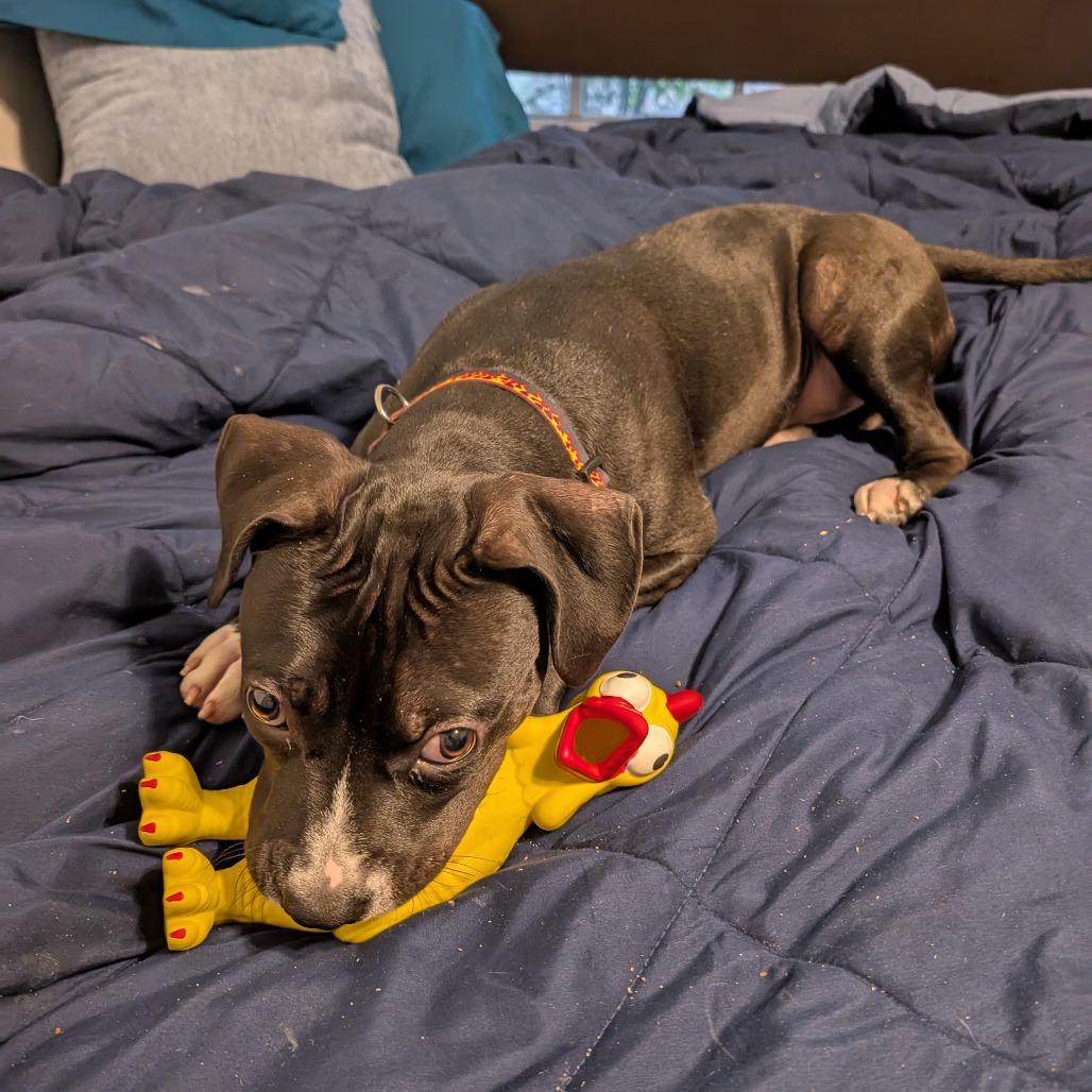 Prince, a Adoptable Mixed Breed in Gainesville, FL image 3/6