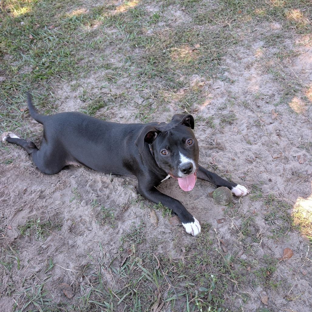 Prince, a Adoptable Mixed Breed in Gainesville, FL image 4/6