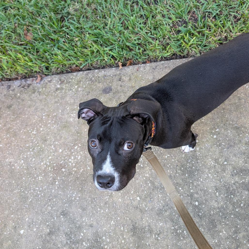 Prince, a Adoptable Mixed Breed in Gainesville, FL image 5/6