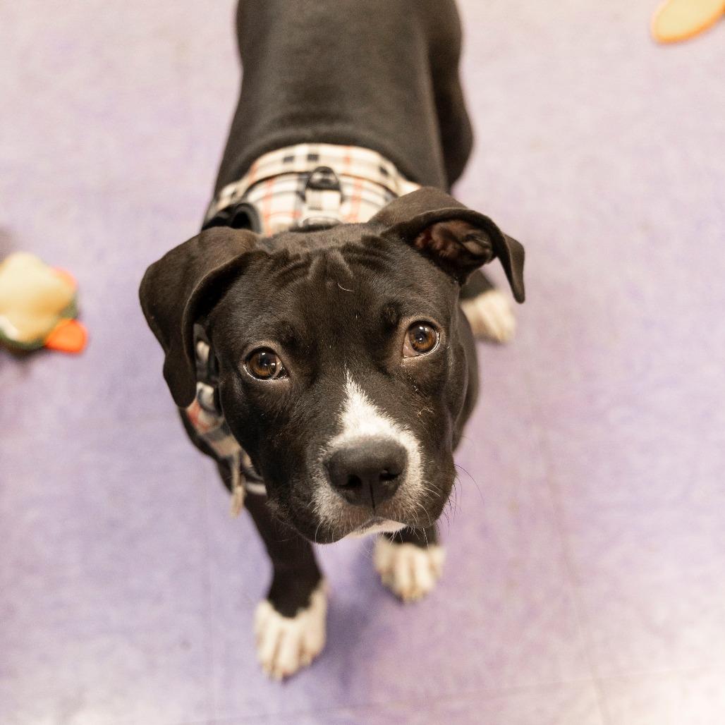 Prince, a Adoptable Mixed Breed in Gainesville, FL image 6/6