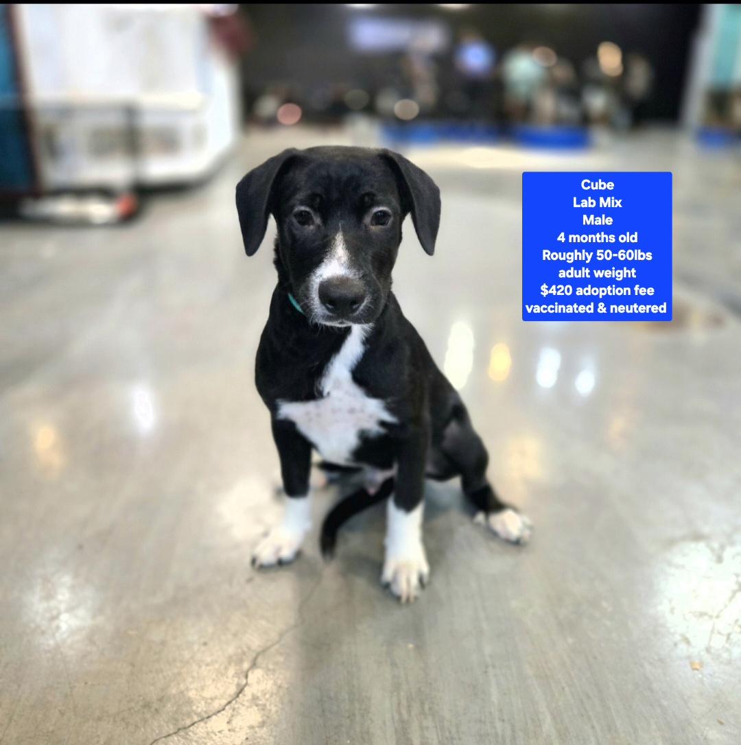 Enlarge Cube, a Adoptable mixed breed in Oviedo, FL image 1/1