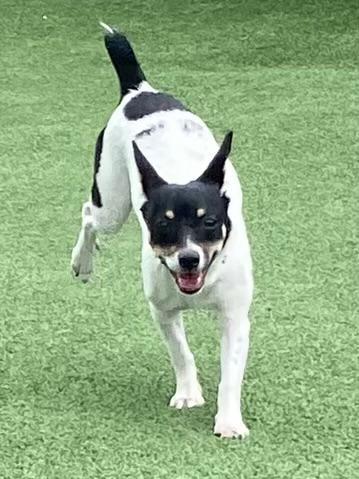 Yolanda, a ADOPTABLE Rat Terrier in Houston, TX image 4/5
