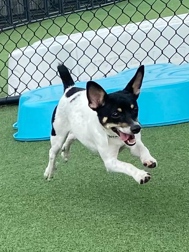Yolanda, a ADOPTABLE Rat Terrier in Houston, TX image 2/5