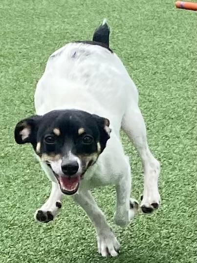 Yolanda, a ADOPTABLE Rat Terrier in Houston, TX image 3/5