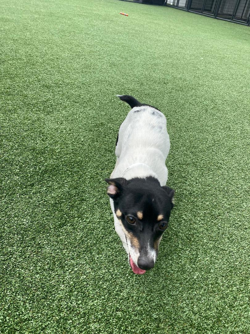 Yolanda, a ADOPTABLE Rat Terrier in Houston, TX image 5/5