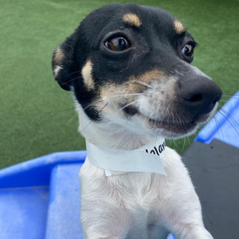 Yolanda, a ADOPTABLE Rat Terrier in Houston, TX image 1/5