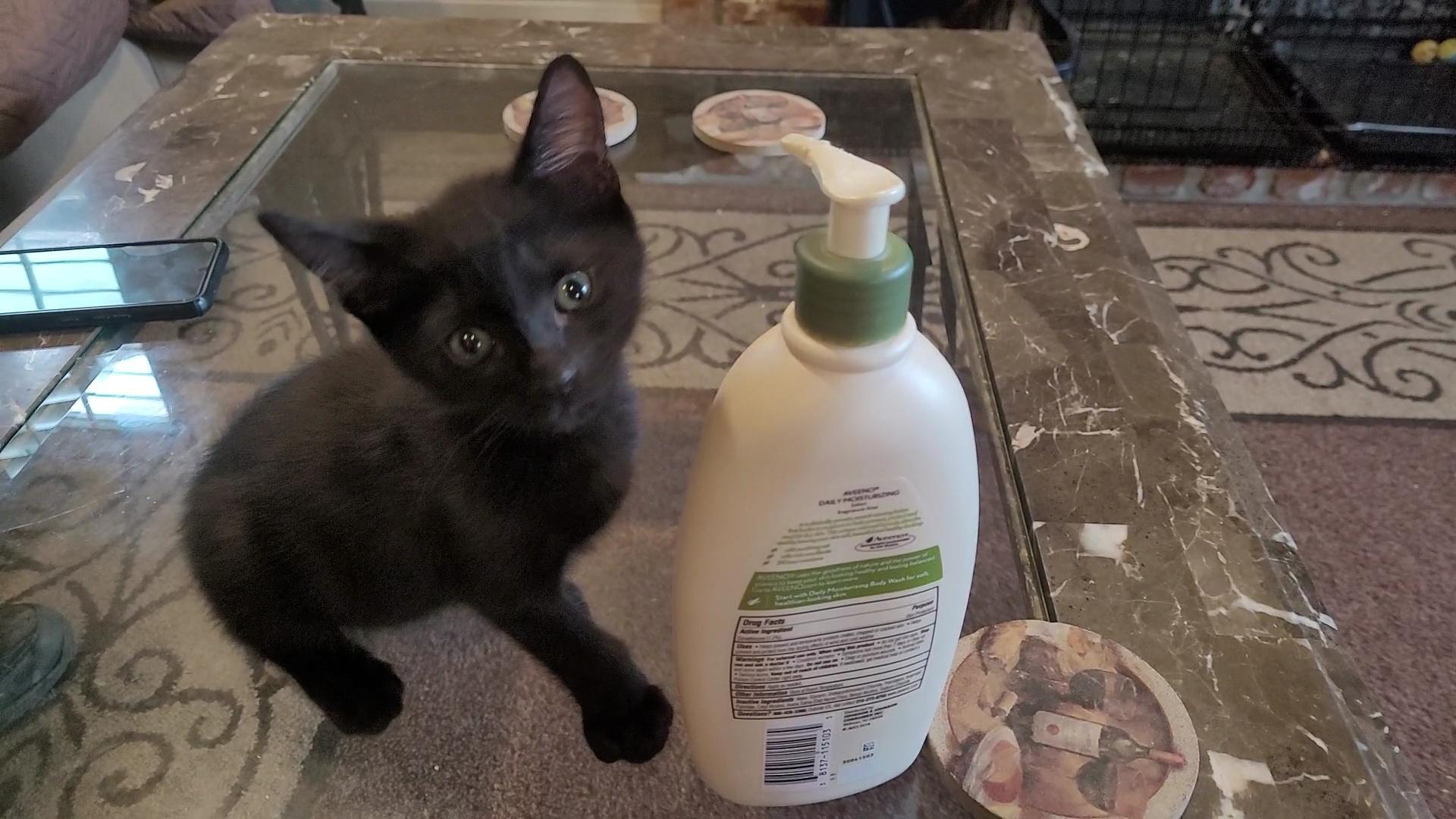 B & B (Benjamin & Barry), a ADOPTABLE Domestic Short Hair in Escalon, CA image 3/6