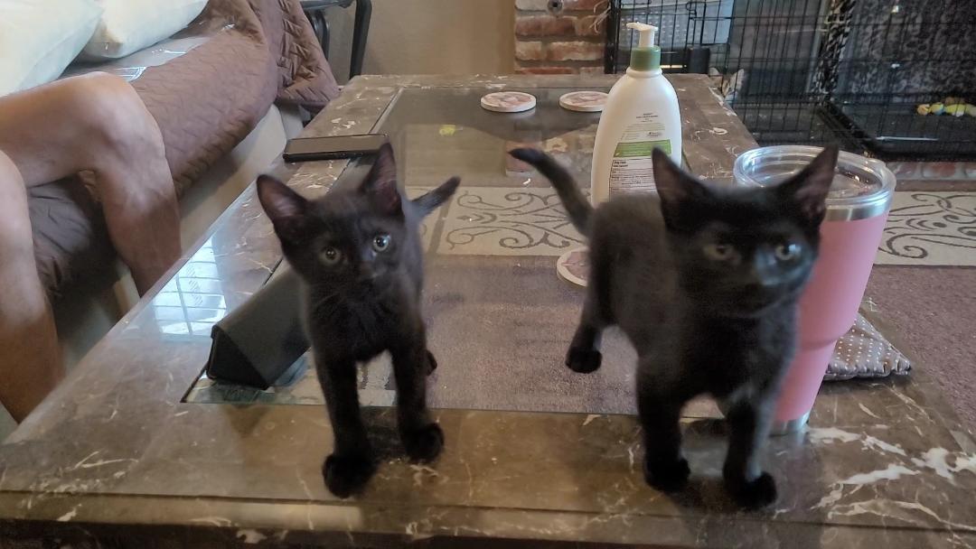 B & B (Benjamin & Barry), a ADOPTABLE Domestic Short Hair in Escalon, CA image 2/6
