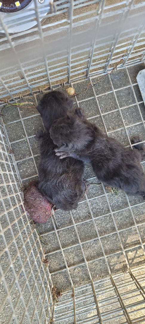 B & B (Benjamin & Barry), a ADOPTABLE Domestic Short Hair in Escalon, CA image 5/6