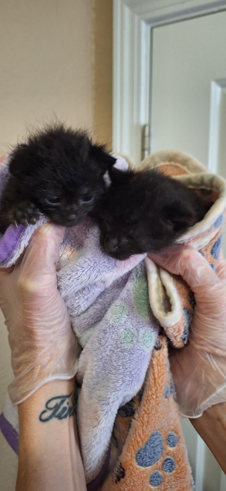 B & B (Benjamin & Barry), a ADOPTABLE Domestic Short Hair in Escalon, CA image 6/6