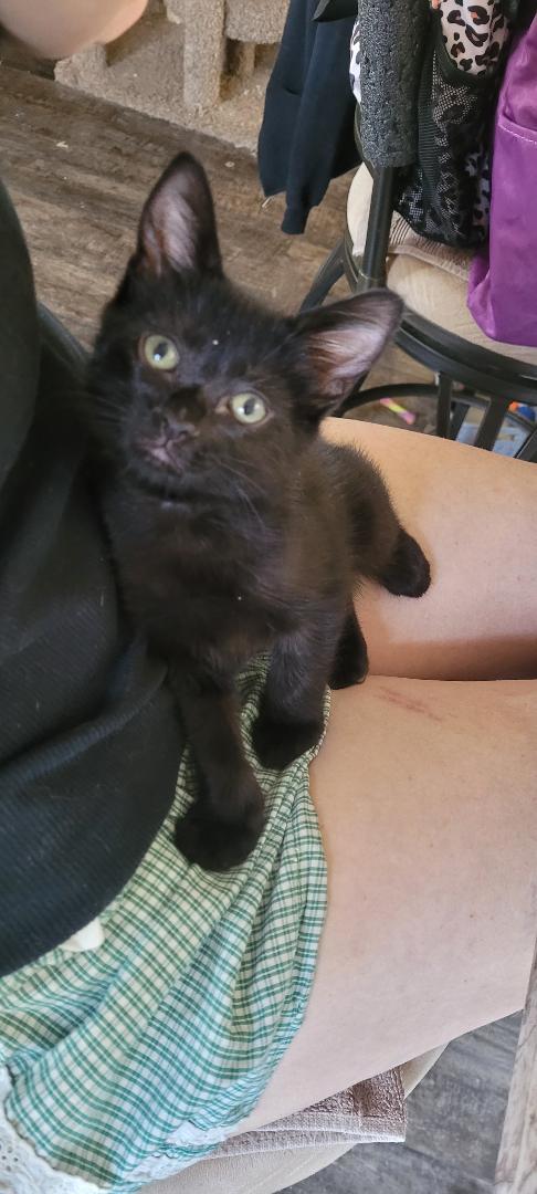 B & B (Benjamin & Barry), ADOPTABLE, Kitten Male Domestic Short Hair.