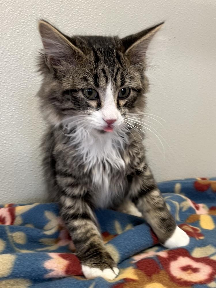 Enlarge Singer Kitties : Shaggy, a Adopted Domestic Short Hair in Osgood, IN image 1/3