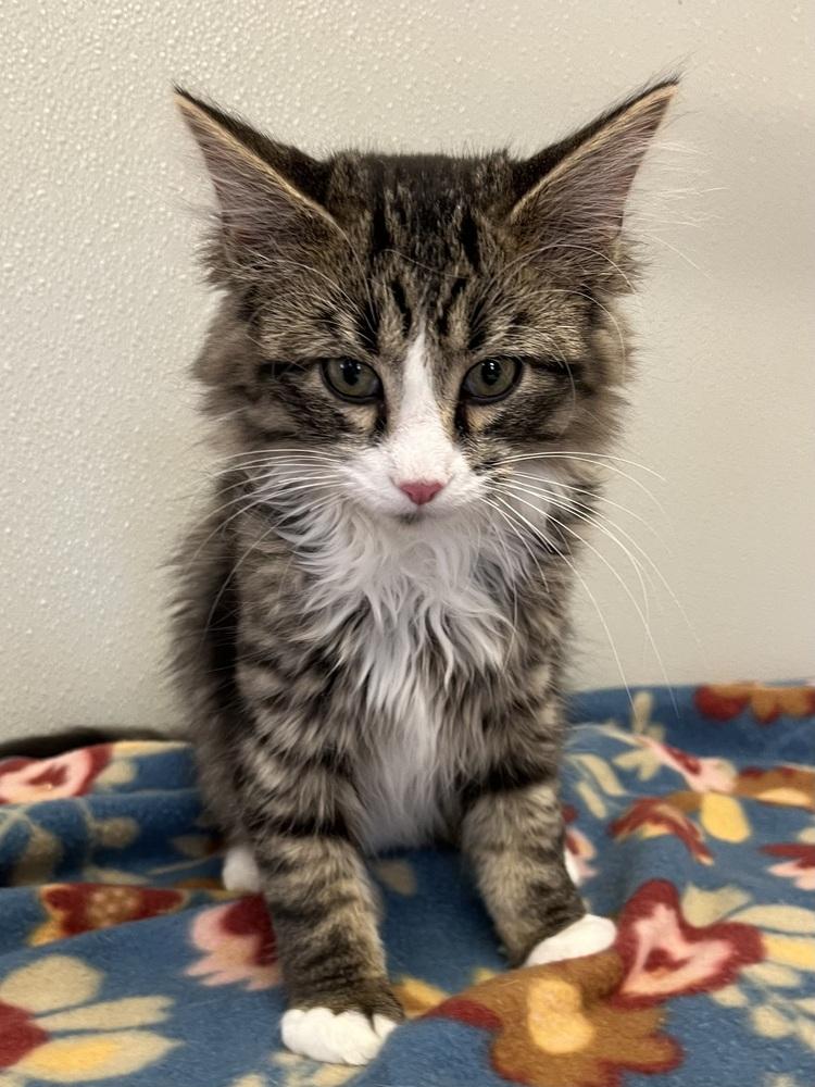 Enlarge Singer Kitties : Shaggy, a Adopted Domestic Short Hair in Osgood, IN image 2/3