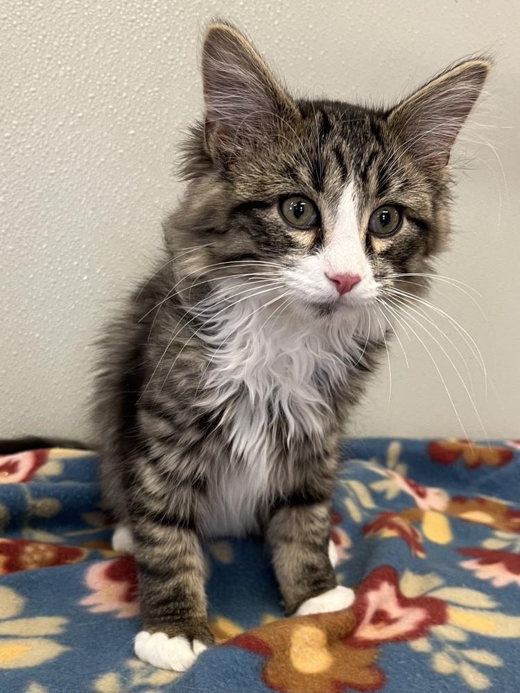 Enlarge Singer Kitties : Shaggy, a Adopted Domestic Short Hair in Osgood, IN image 3/3