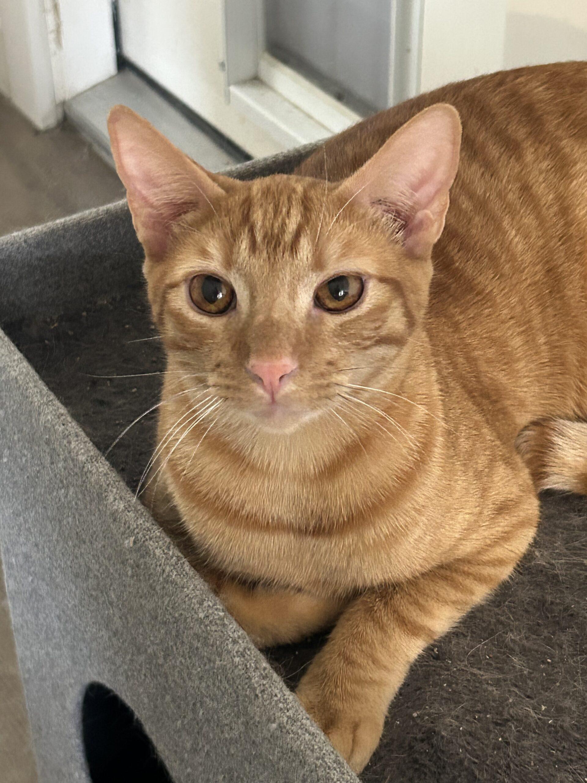 Tommy, Adoptable, Kitten Male Domestic Short Hair & Tabby.