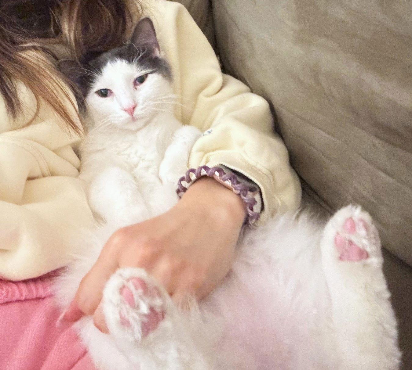 Enlarge Valentine, a Adoptable Domestic Long Hair in Reston, VA image 1/3