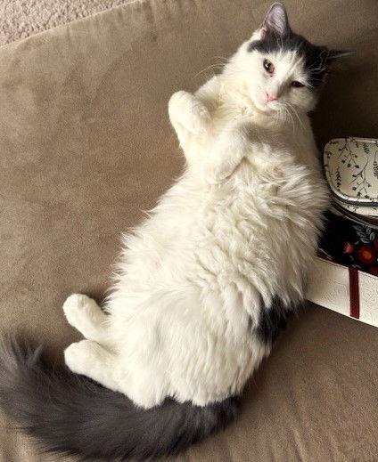 Enlarge Valentine, a Adoptable Domestic Long Hair in Reston, VA image 2/3