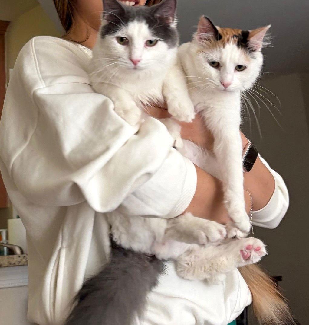 Enlarge Valentine, a Adoptable Domestic Long Hair in Reston, VA image 3/3