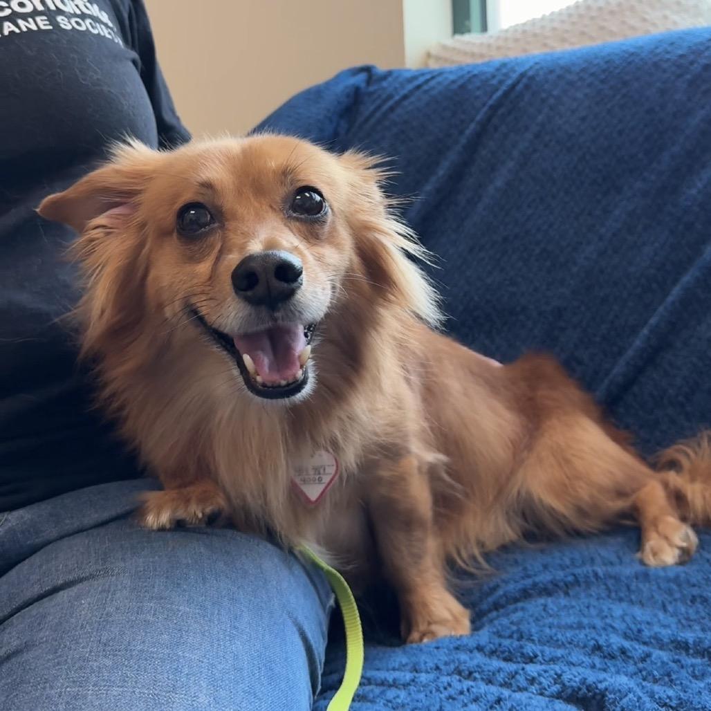Enlarge Swing, a Adoptable mixed breed in Springfield, MA image 1/4