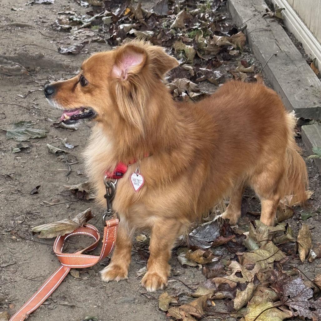 Enlarge Swing, a Adoptable mixed breed in Springfield, MA image 2/4