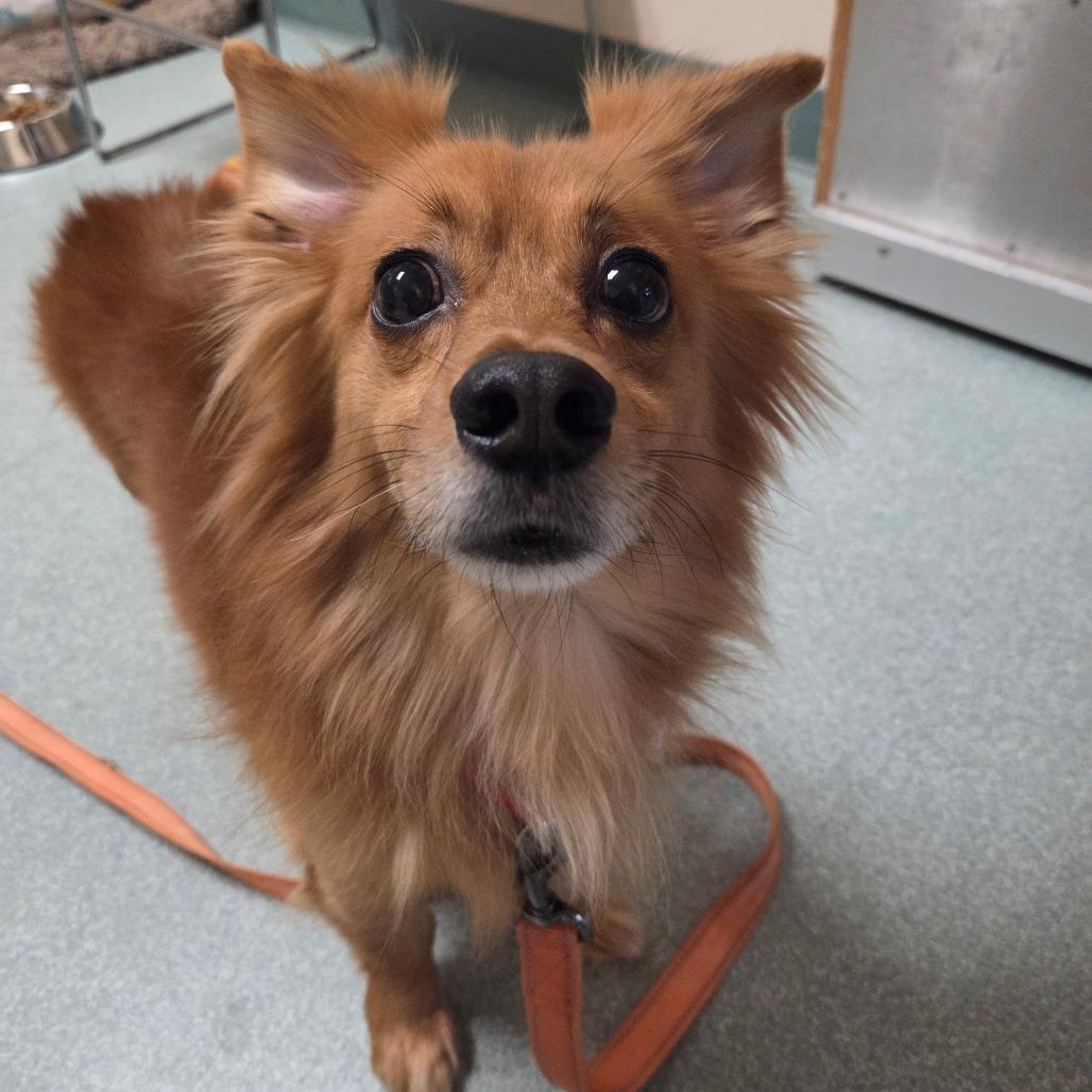 Enlarge Swing, a Adoptable mixed breed in Springfield, MA image 3/4