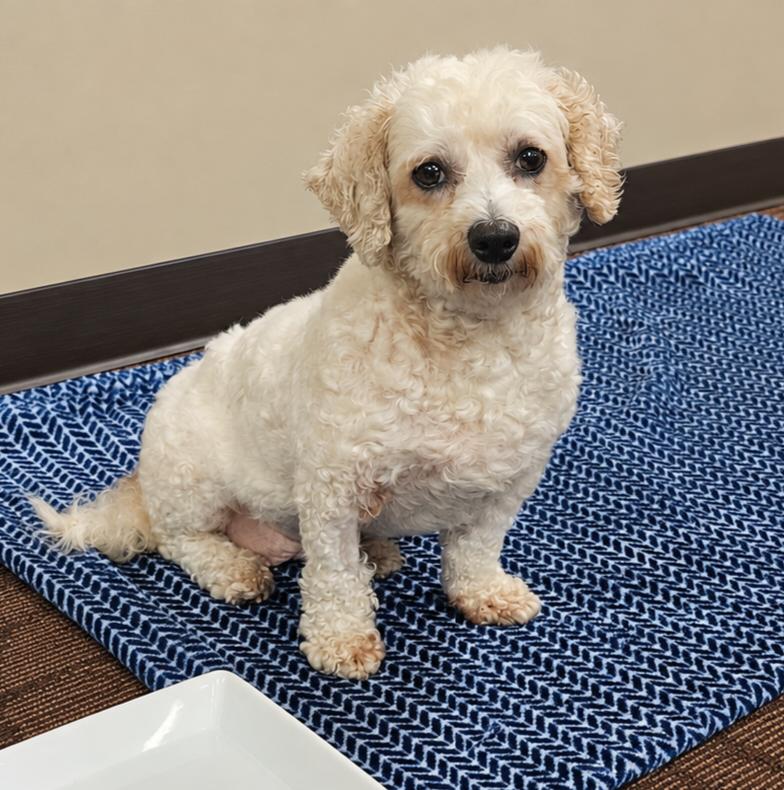 Betsy, Adoptable, Adult Female Bichon Frise.