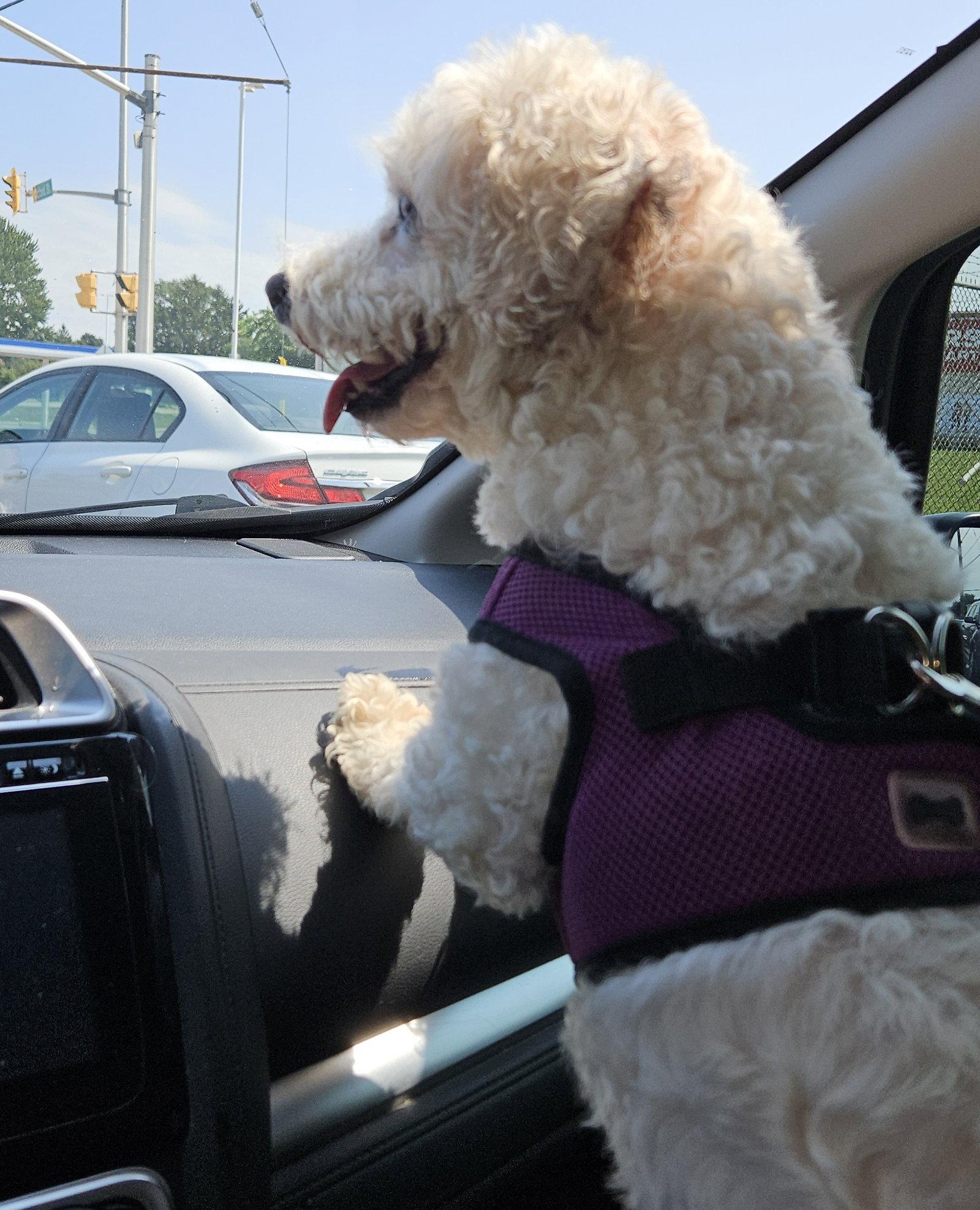 Enlarge Betsy, a Adoptable Bichon Frise in London, ON image 2/3